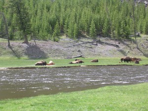 Grazing Bison