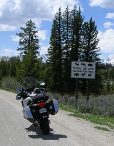 Slow Down Wildlife on Road Sign