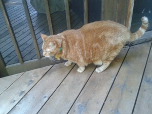 Tabby exploring the back deck
